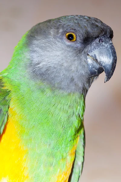 美丽的绿色和黄色塞内加尔鹦鹉特写 — 图库照片
