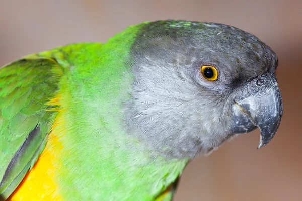 Piękny, zielony i żółty senegal papugi zbliżenie — Zdjęcie stockowe