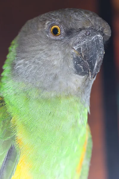 Красивий зелений і жовтий сенегальський папуга крупним планом — стокове фото
