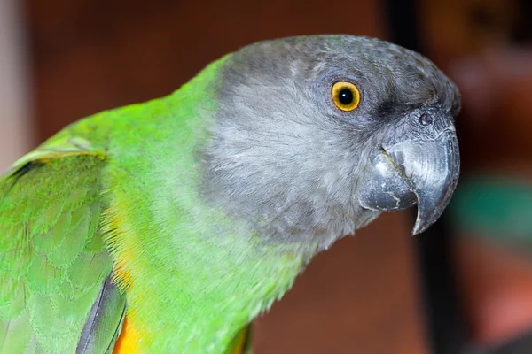 Prachtige groene en gele senegal papegaai close-up — Stockfoto