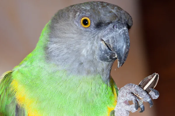 Bonito verde e amarelo senegal papagaio closeup — Fotografia de Stock
