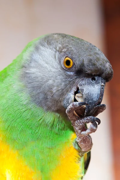 Bonito verde e amarelo senegal papagaio closeup — Fotografia de Stock
