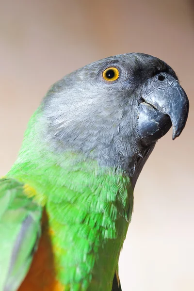Beautiful green and yellow senegal parrot closeup — Stock Photo, Image