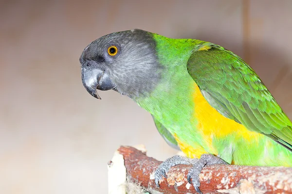 Vacker grön och gul senegal papegoja närbild — Stockfoto
