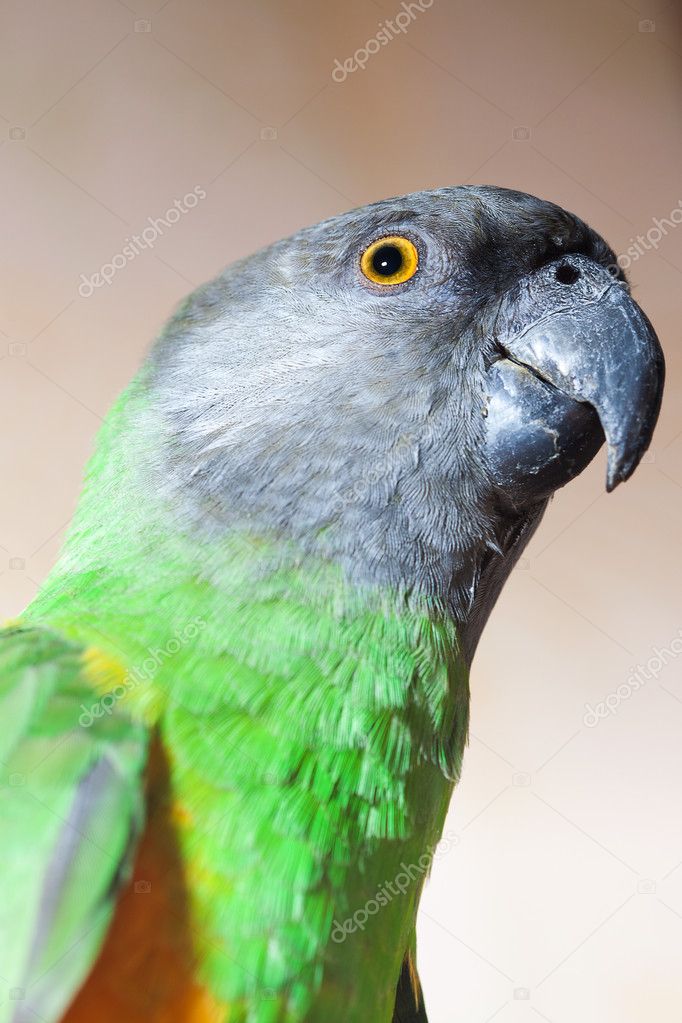 Beautiful green and yellow senegal parrot closeup