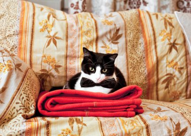 Elegant cat on sofa clipart