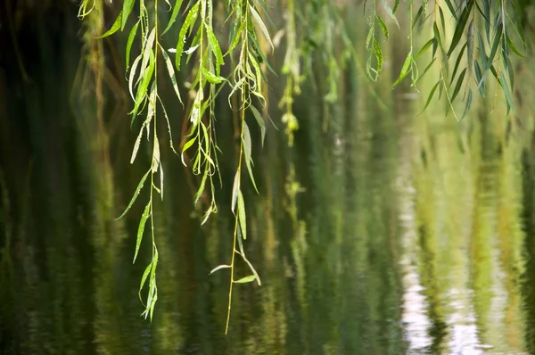 stock image Tree leaves in water background