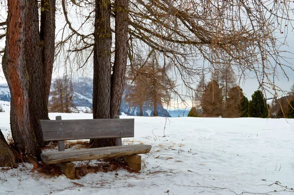 Isolierte Holzbank mit Bäumen im Winter — Stockfoto