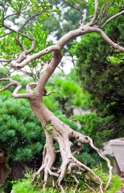Bonsai Tree clipart