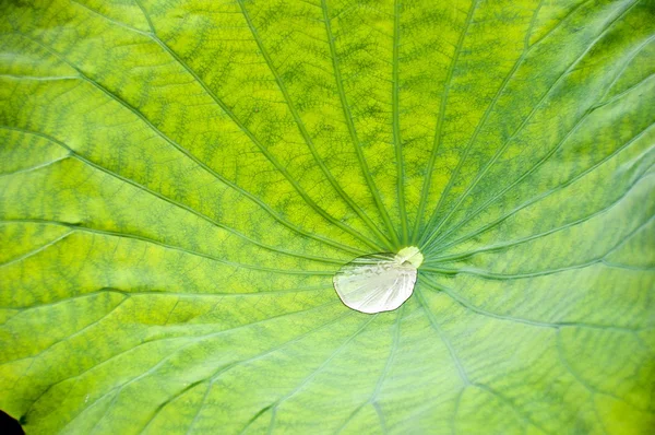 蓮の花葉の液滴 — ストック写真