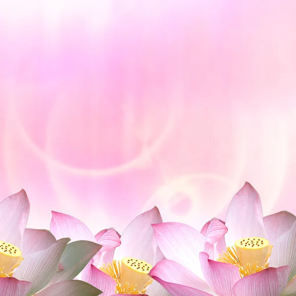 Lotus для использования в рекламе или других целях — стоковое фото