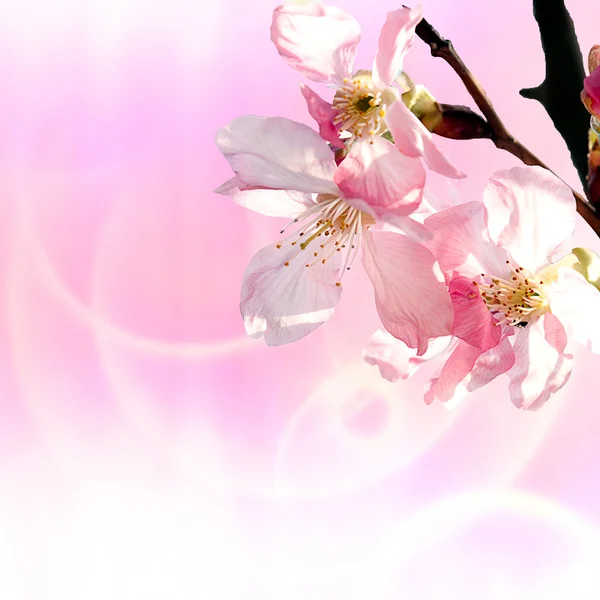 Rosa Sakura für adv oder andere Zwecke — Stockfoto