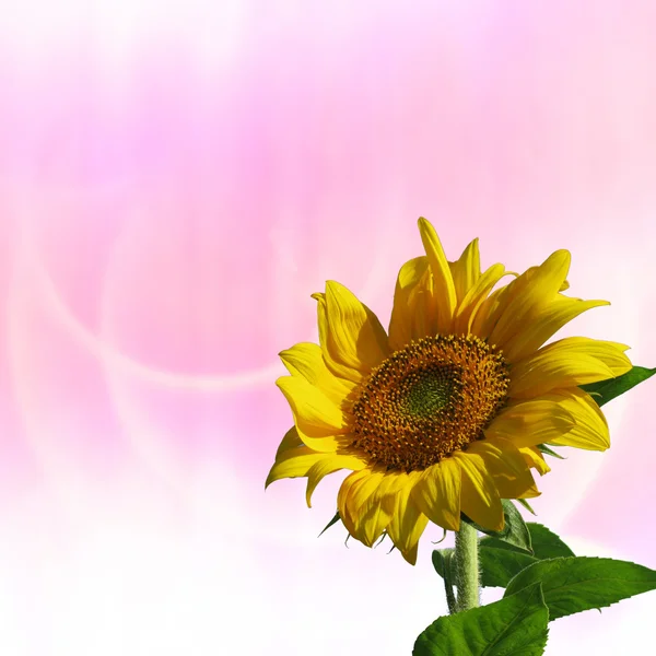 Slunečnice s pěkné růžové pozadí — Stock fotografie