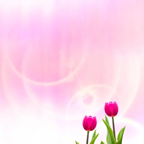 Tulpe mit hübschem rosa Hintergrund — Stockfoto