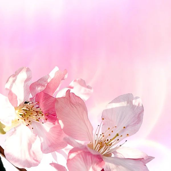 Sakura rosa per uso pubblicitario o per altri scopi — Foto Stock