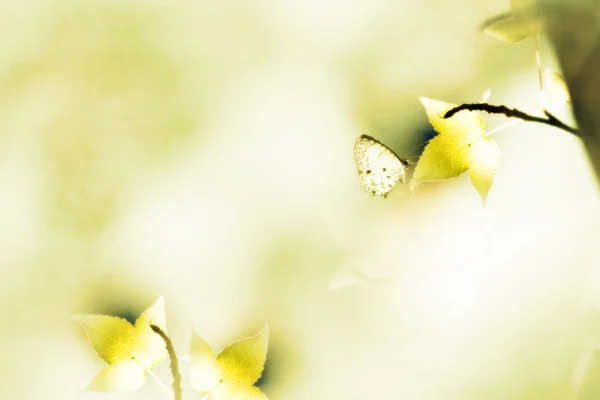 Érable et papillon avec une belle couleur de fond — Photo