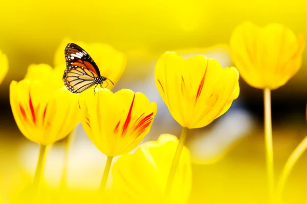 Farfalla sui fiori — Foto Stock