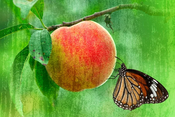 Frutas con mariposa sobre fondo blanco — Foto de Stock
