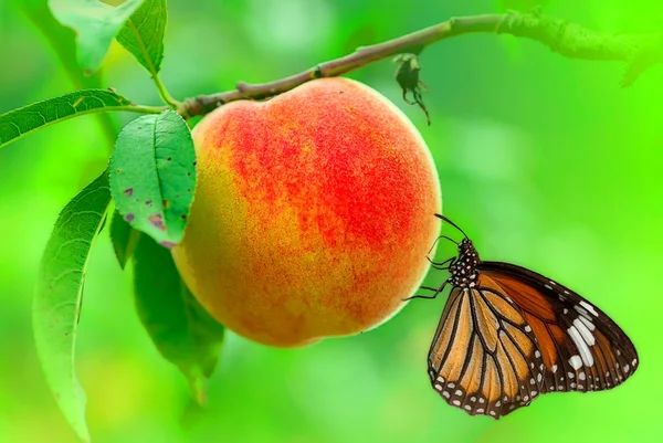 白い背景の上の蝶と果物 — ストック写真