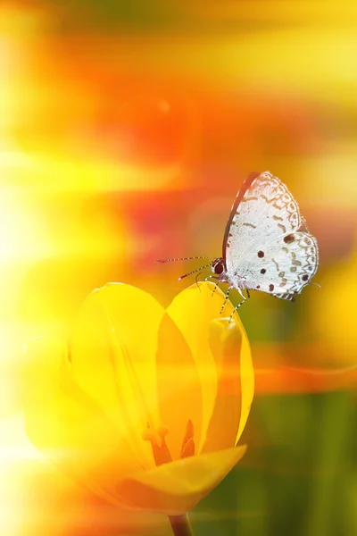 Motyl na kwiaty — Zdjęcie stockowe