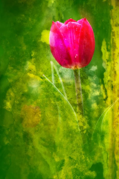 Butterfly on flowers (Tulip) — Stock Photo, Image