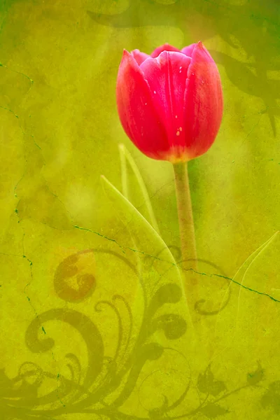 Motýl na květiny (Tulipán) — Stock fotografie