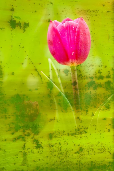 Perhonen kukkien päällä (Tulip ) — kuvapankkivalokuva