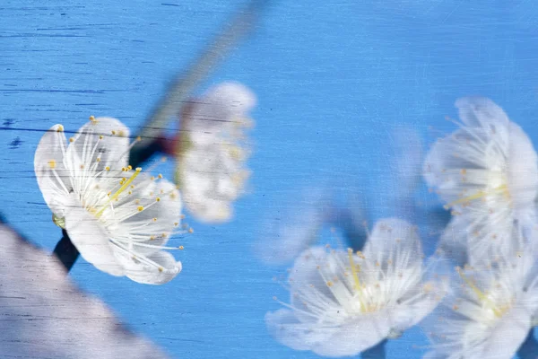 Plum flowers, plum blossom, on white background. — Stock Photo, Image