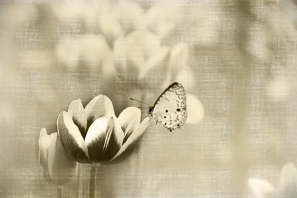 Motýl na květiny — Stock fotografie