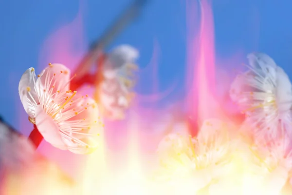Plum flowers, plum blossom, on white background. — Stock Photo, Image