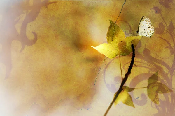 Acero e farfalla con bel colore di sfondo — Foto Stock