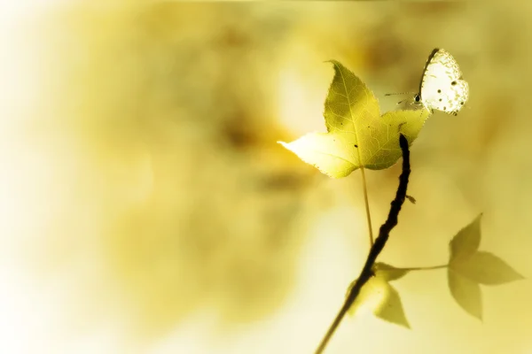 Ahorn und Schmetterling mit schöner Hintergrundfarbe — Stockfoto