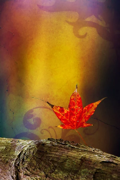 Maple and butterfly with beautiful background color — Stock Photo, Image