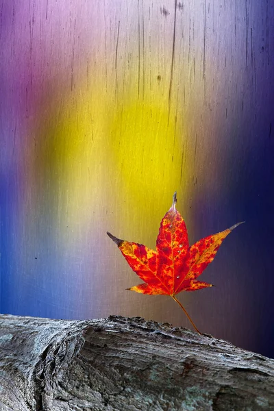 Maple and butterfly with beautiful background color — Stock Photo, Image