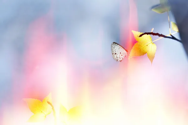 Klon i motyl piękny tło kolor — Zdjęcie stockowe