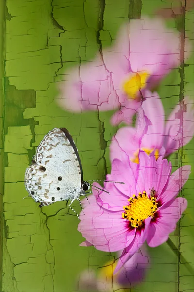 Farfalla sui fiori — Foto Stock