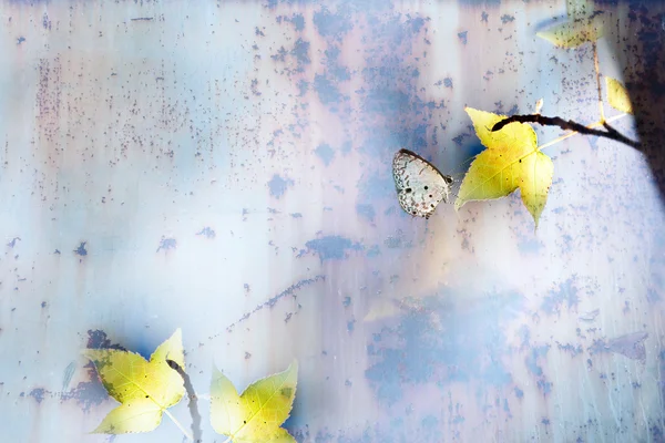 Klon i motyl piękny tło kolor — Zdjęcie stockowe