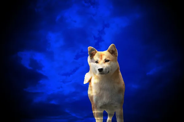 Anjing shiba inu — Stok Foto