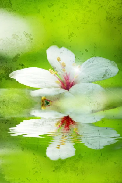 Алеуриты Монтана цветок падает на смесь листьев с зеленым цветом фона — стоковое фото