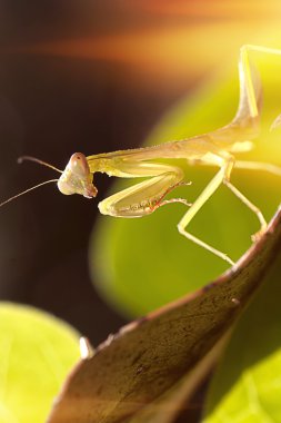 sevimli ve bir şey hakkında düşünme closeup mantis görünüyor