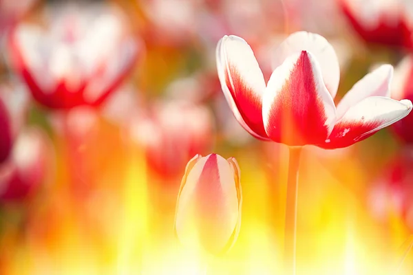 Tulipán pro použití pozadí — Stock fotografie