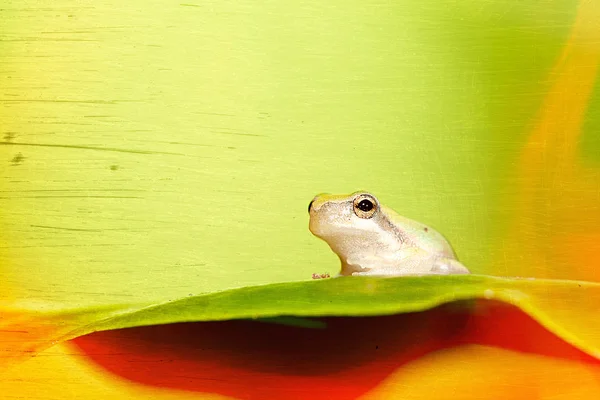 Baby Tree frog on the leaf (Hyla chinensis) — Stock Photo, Image