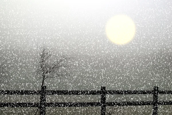 Welk, und die unklare Sonne im Nebel (wie ein Gemälde)) — Stockfoto