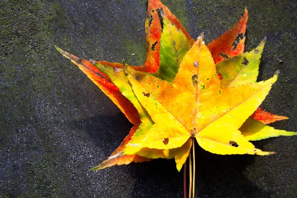 Осенние кленовые листья на размытом фоне, красная листва, солнечный свет — стоковое фото