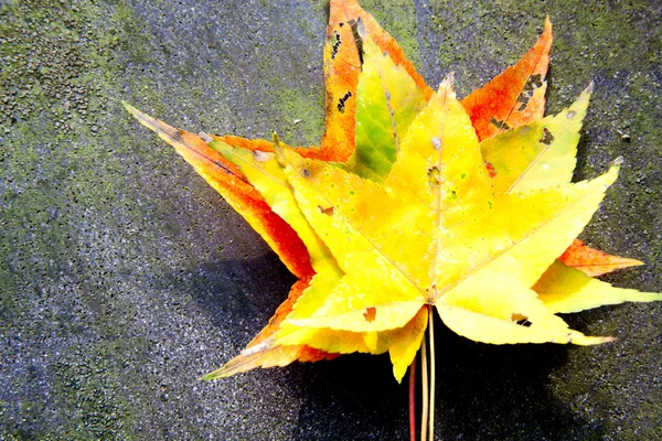 Jesienne liście klonu w nieostrym tle, czerwone liście, światło słoneczne — Zdjęcie stockowe