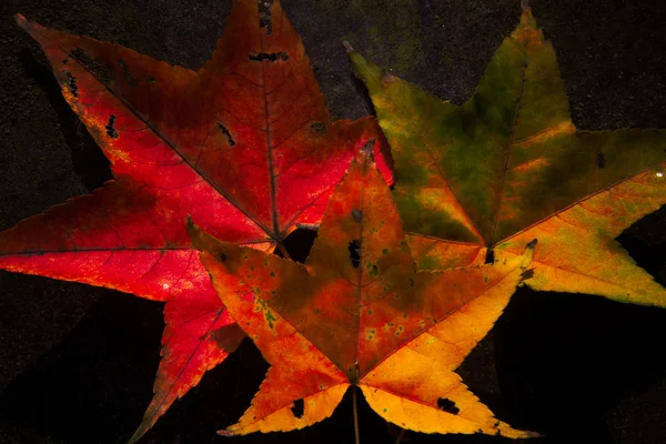 Осенние кленовые листья на размытом фоне, красная листва, солнечный свет — стоковое фото