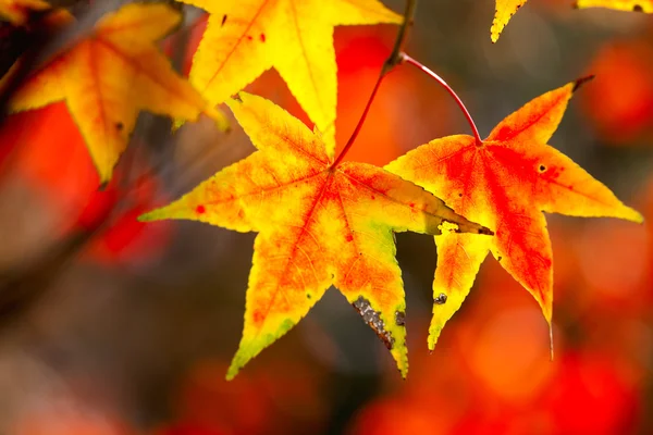 Autumnal maple leaves in blurred background, red foliage, sunlight — Stock Photo, Image