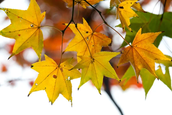 희미 한 배경 과붉은 잎 과 햇빛 이 있는 가을 단풍나무 잎 — 스톡 사진