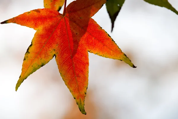 Jesienne liście klonu w nieostrym tle, czerwone liście, światło słoneczne — Zdjęcie stockowe
