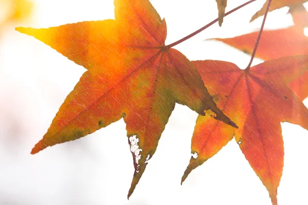 Daun maple Autumnal di latar belakang kabur, dedaunan merah, sinar matahari — Stok Foto